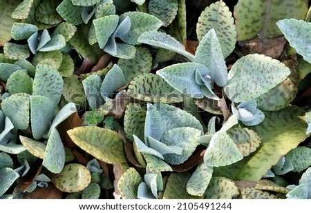 Similar – Image, Stock Photo Aloe humilis, a small succulent from South Africa; systematics according to M. W. Chase et al.