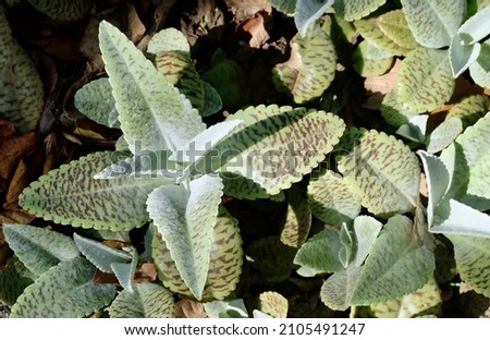 Similar – Image, Stock Photo Aloe humilis, a small succulent from South Africa; systematics according to M. W. Chase et al.