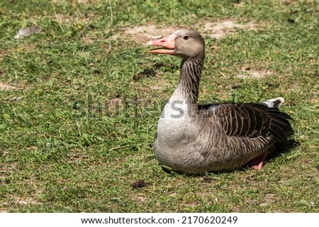 Close-up of a grey goose lying on a meadow with an open beak Foto stock © 