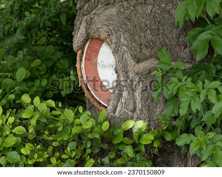 Similar – Image, Stock Photo Ingrown bark Wood