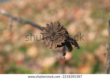 Similar – Image, Stock Photo poppy seed cap