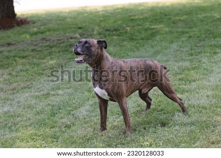 Similar – Foto Bild Boxer Hund Portrait Nahaufnahme Im Park