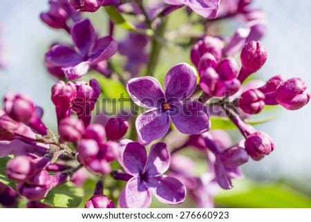 Green branch with spring rose lilac flowers (lilac, bush, flower) macro photography
