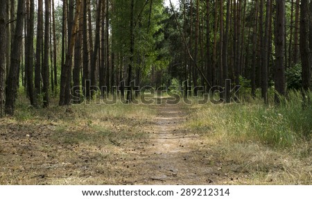 Alley footpath in the pine forest