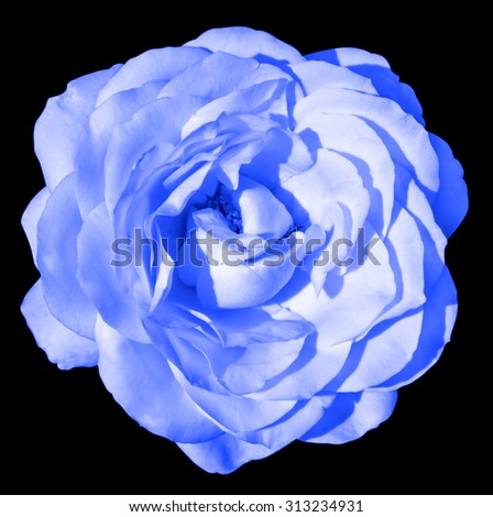 Blue colorful rose flower macro isolated on black