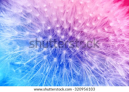 Tender cyan and pink gradient with dandelion flower macro background