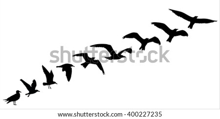 Bird silhouette fly off concept. Vector illustration