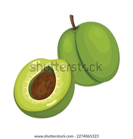 Green Plum Fruit Vector Illustration Fresh Fruits