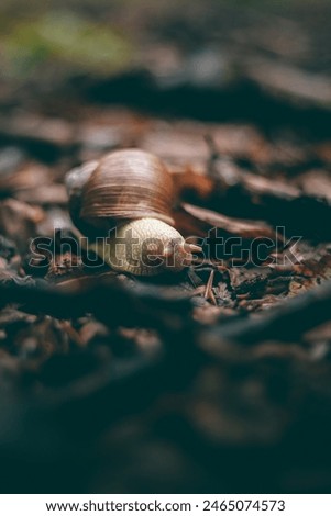 Similar – Image, Stock Photo small snail shell sticks to plant stem