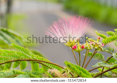 Pink powder puff blooming
