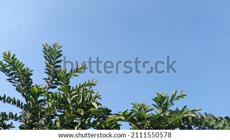 the beautiful tree  green leaf with blue sky background