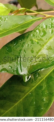 The beautiful wet green leaf after the rain 