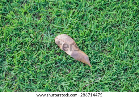Dry leaf close up on the lawn yard.