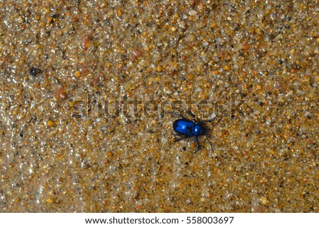 Similar – Image, Stock Photo lonesome beetle Insect