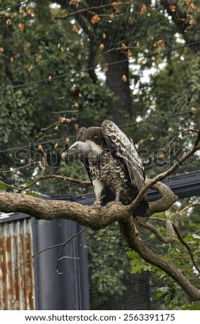 Similar – Image, Stock Photo Wild vulture sitting in nature