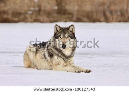 gray wolf laying in snow