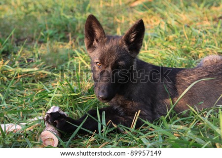Black wolf pup
