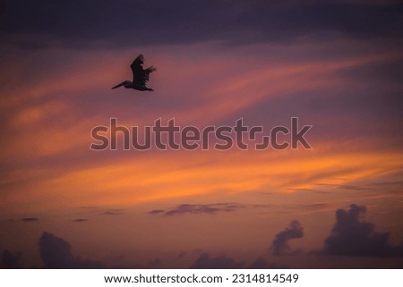 Similar – Image, Stock Photo Pelican flies as a silhouette before the evening sky