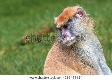 Isolated Patas Monkey, Erythrocebus patas