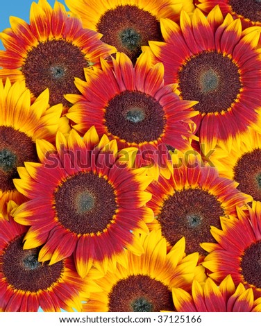 Brightly colored Mahogany Sunflowers with blue sky background. I have never seen this type of flower before, so decided to photograph it.