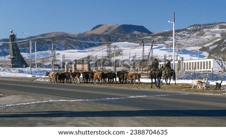 Similar – Image, Stock Photo The rider drives cows and calves, which move only ponderously