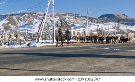 Similar – Image, Stock Photo The rider drives cows and calves, which move only ponderously