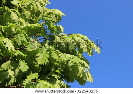 mighty oak . blue sky