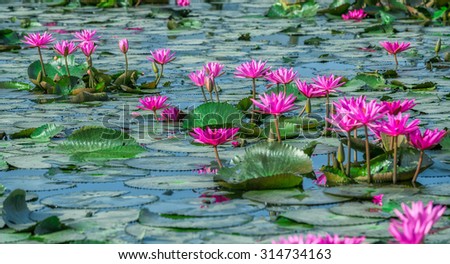 Path with flowers waterlily bloom in a row gun as roads on the lake. It\'s beautiful and it gives us a feeling of peace with this simple beauty