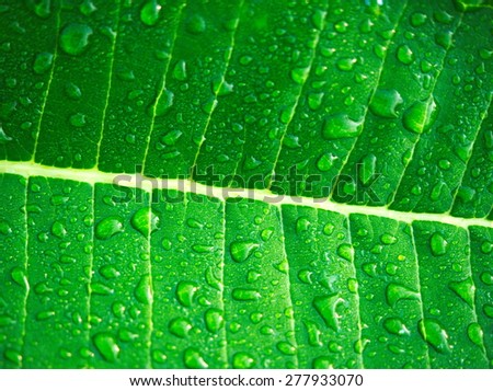 Water droplets on leaves after rain.