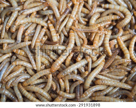 Groups of Mealworm or worms for birds.It is food for pets that eat insects.