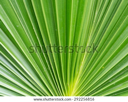 Dark green color of palm leaf (sugar palm leaf) abstract background.
