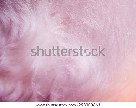 Abstract wool of dog background. beautiful wool made with color filters.