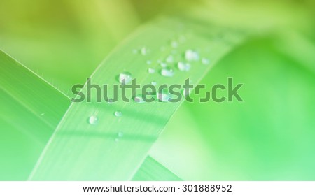 Small group of raindrops on grass plants after a rain in the park outdoor.Image is soft blurred and made with colorful filters.