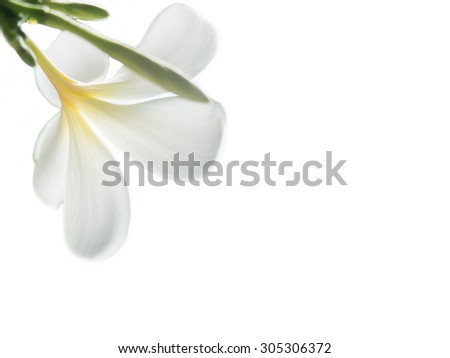 Beauty of White Frangipani or Plumeria flowers made with white filters.