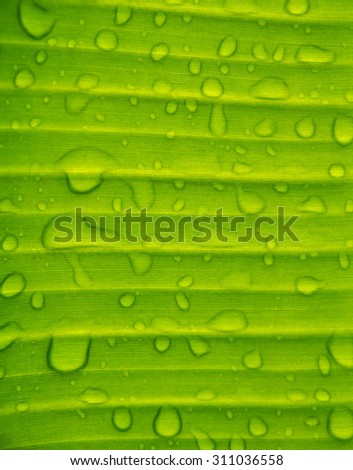 Closeup  drops of water under banana leaf texture, green and fresh in a garden.Abstract drops of water under banana leaf background.