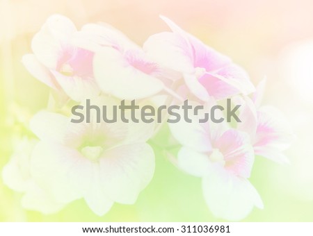 Abstract Blurry of orchid Flower and colorful background. Beautiful orchid flowers made with colorful filters.