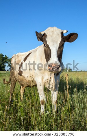 Cow in the grass against the sky