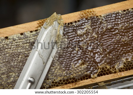 beekeeper removes the wax from the comb to release the honey