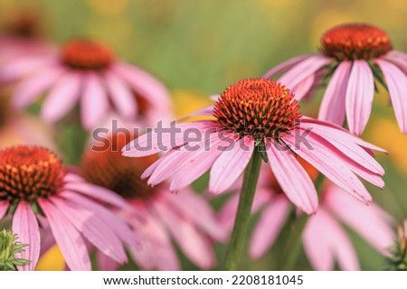 Similar – Image, Stock Photo Close up purple blooming lavender flowers, low angle side view