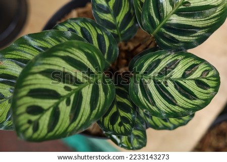 Similar – Image, Stock Photo Calathea makoyana leaf closeup