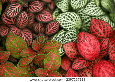 Similar – Foto Bild Fittonia Zimmerpflanze mit Copy Space