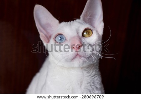 Portrait of white Cornish Rex Cat on Brown Background