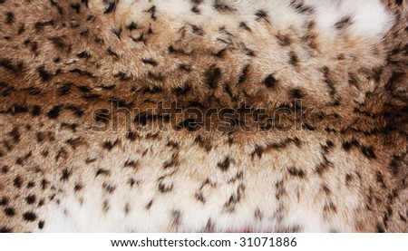 Skin of animal