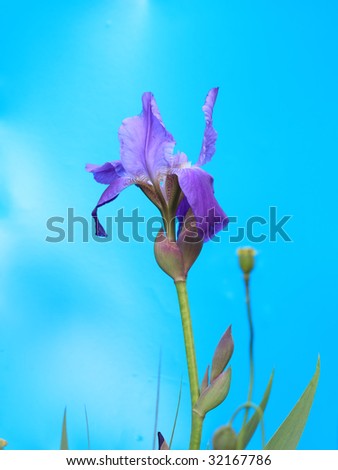 Beautiful Iris barbata \