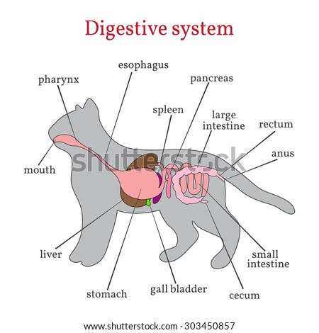 Digestive system of the cat.
