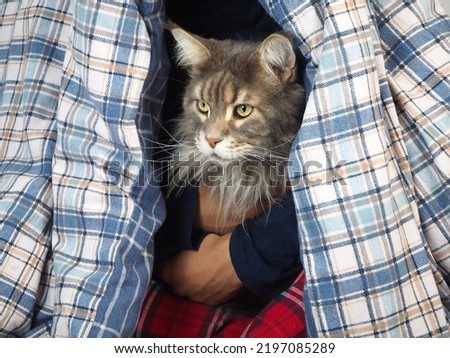 Cute cat warms itself in a warm soft blanket. Fluffy cat sits in man arms.  Cold in the house, not enough heating Stock foto © 