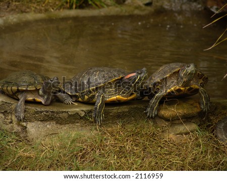 Three turtles next to water