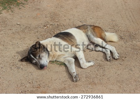 A dog lying down on the ground