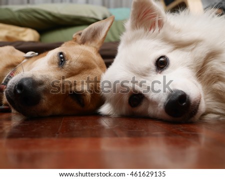 Similar – Image, Stock Photo two dogs at home by the christmas tree, cute jack russell dog and black labrador. Brothers