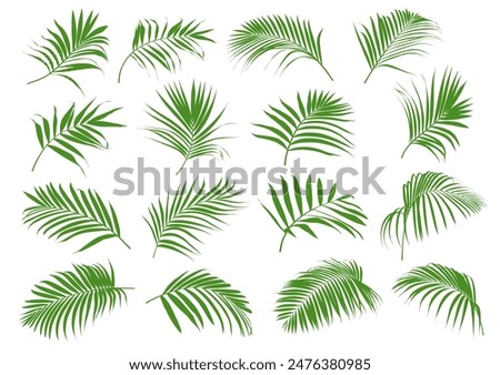 Set of tropical green palm tree leaf and coconut leaf vector illustrator